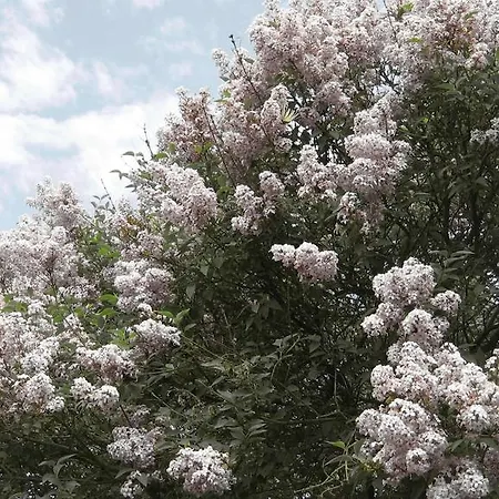 Orgona Haz Szécsény